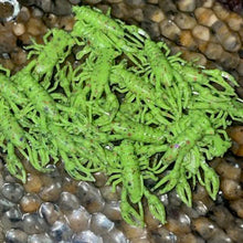 Load image into Gallery viewer, SlimeCraws